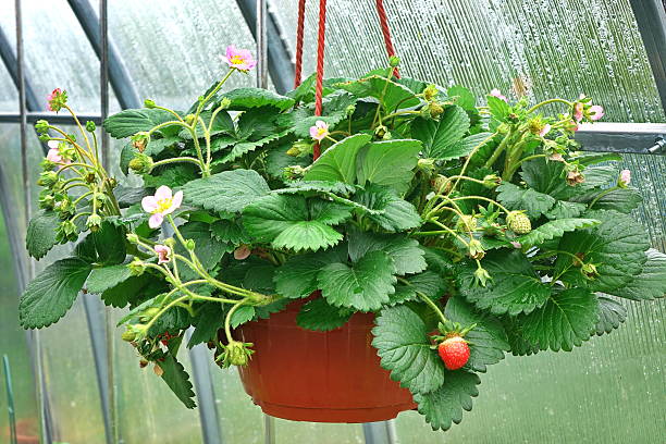 цветущие ремонтантный клубника в подвесная корзина для цветов - strawberry plant стоковые фото и изображения