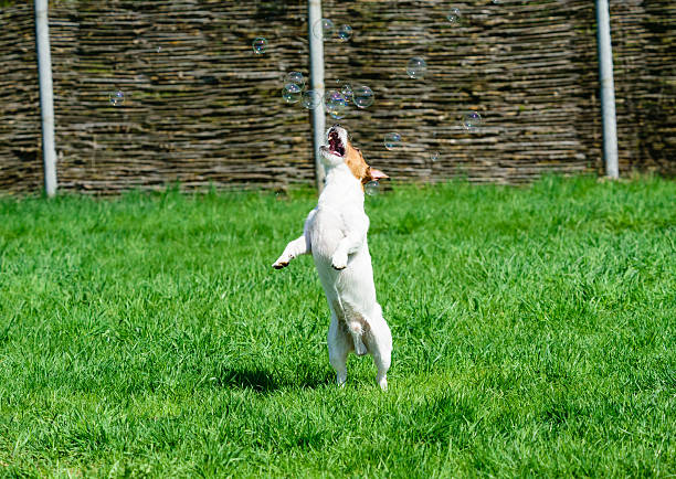 istock Dog catching soap bubbles with mouth rearing up 535506782