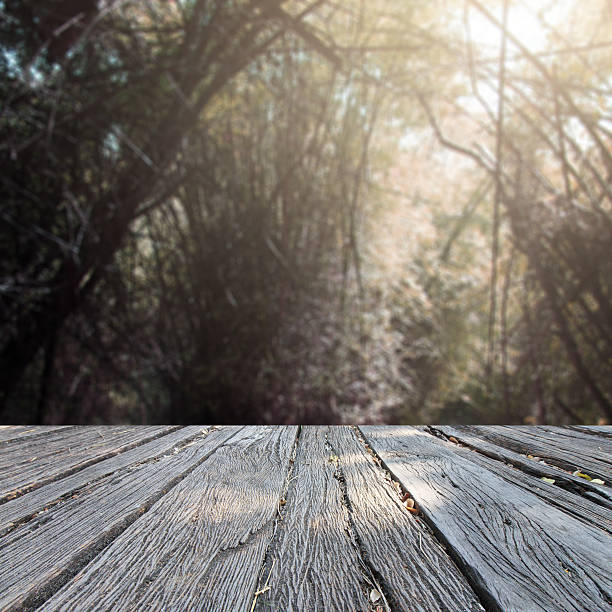 istock The landscap background retouch vintage style in forest 535506948