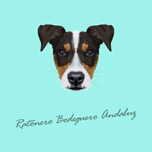 Vector illustration of Vector illustrated Portrait of Ratonero Bodeguero Andaluz dog.