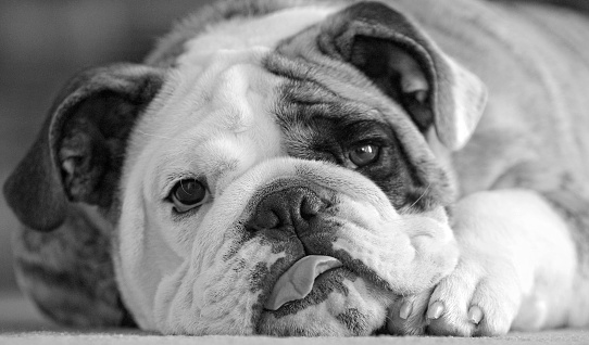 A 4 month old English Bulldog at rest.
