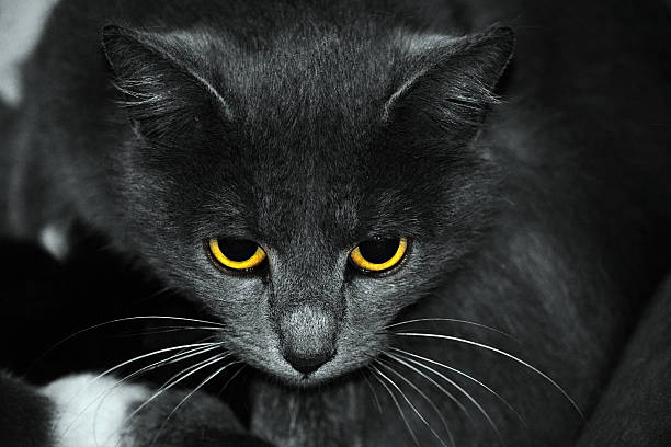 istock Portrait of cat 535509060