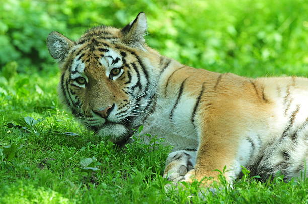 tiger stock photo
