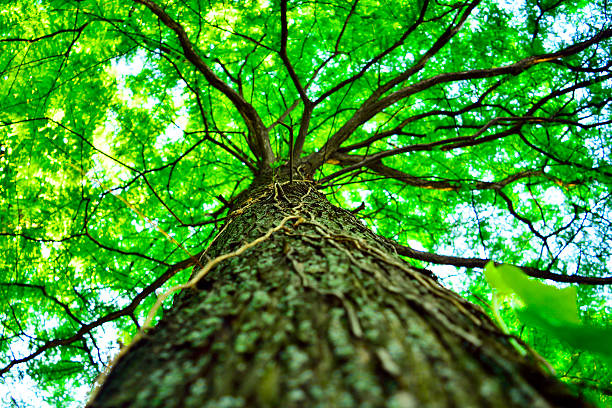 hermoso árbol verde, visto desde abajo - sky forest root tree fotografías e imágenes de stock