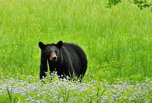 ours avec fleurs sauvages - cades cove photos et images de collection