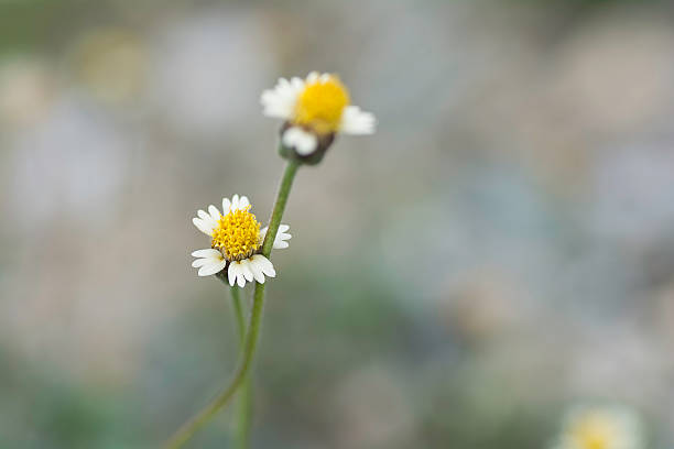 wild daisy with blade  on blurred background - achene imagens e fotografias de stock