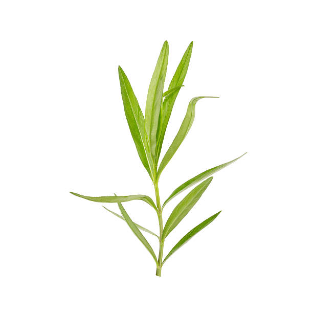 istock Tarragon herbs close up isolated on white 535512530