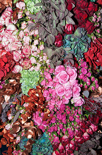 coloridas flores - spring nature life events arrangement fotografías e imágenes de stock
