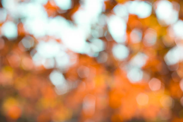 istock Abstract blur with bokhe of light through the trees 535513335