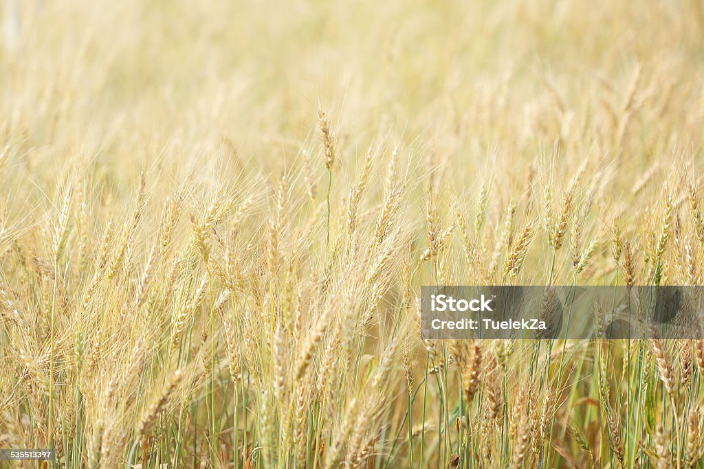 wheat field wheat field natural background, solf focus 2015 Stock Photo