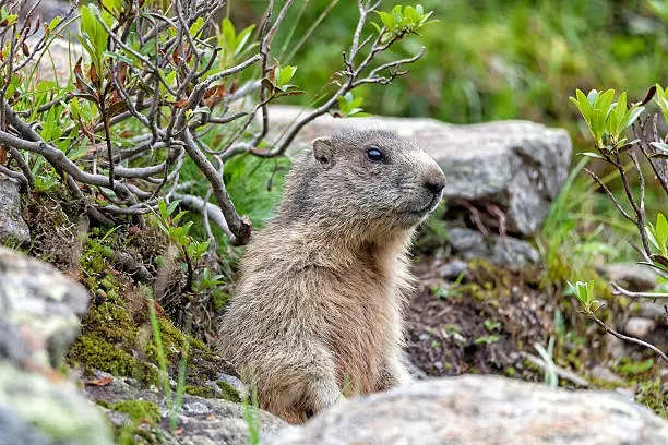 Adult marmot between rocks and alpine roses in the Ötztal Alps (Austria).
