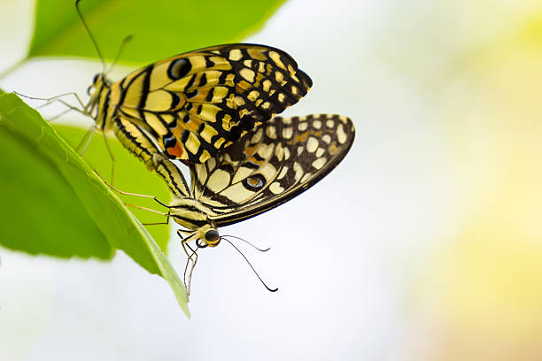 istock butterfly  sex 535514082