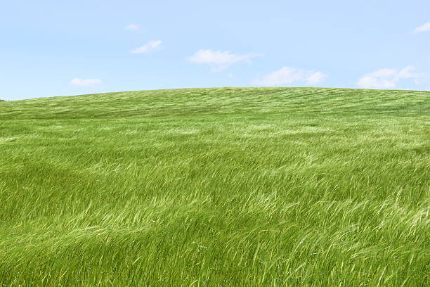 campo verde e céu azul e luz - otono imagens e fotografias de stock