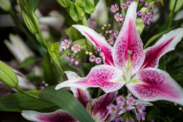 lirio estrella - lily pink stargazer lily flower fotografías e imágenes de stock