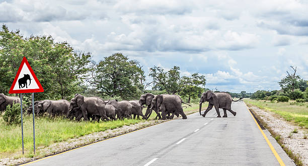 African elephants crossing Golden Highway, Namibia, Africa stock photo