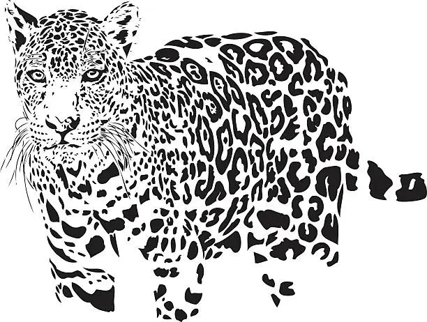 Vector illustration of Jaguar illustration