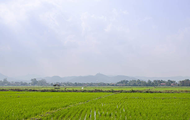 istock Rice seedlings grown in the green rice fields. 535515910