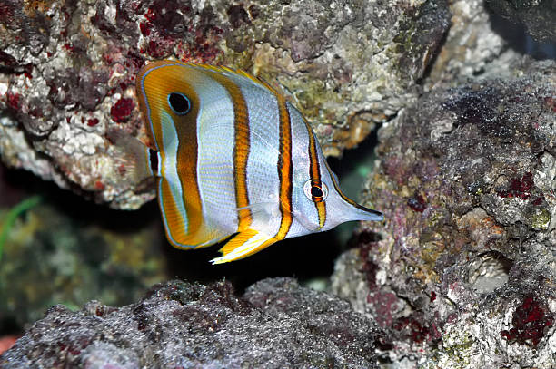 pez mariposa copperband (rostratus chelmon) - copperband butterflyfish fotografías e imágenes de stock