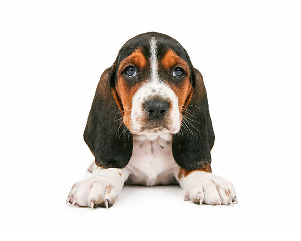 istock Cute Basset Hound Puppy Looking Forward 535516193