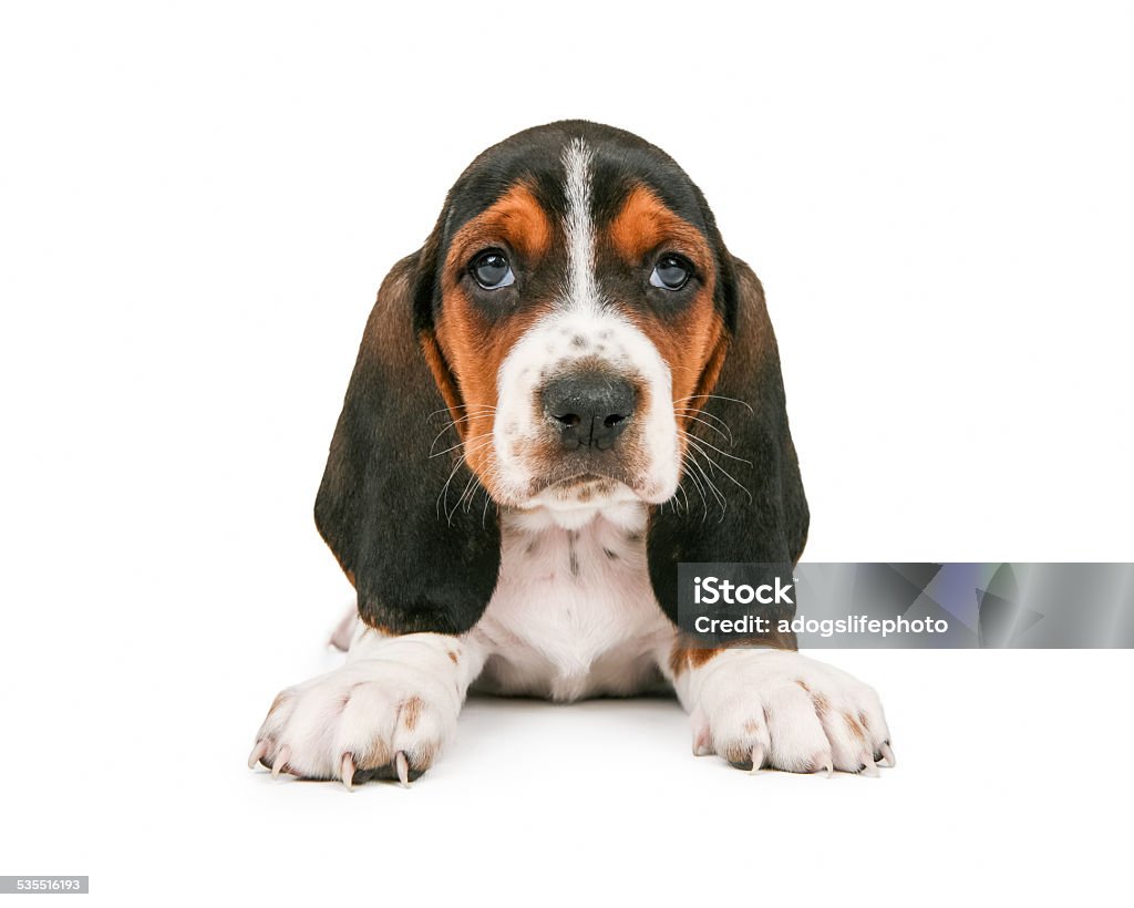 Cute Basset Hound Puppy Looking Forward An adorable little Basset Hound breed puppy dog sitting and looking straight forward 2015 Stock Photo