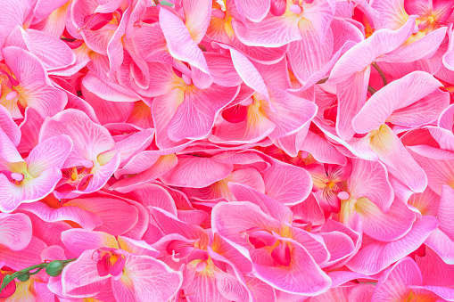 bright pink background with a large number of buds