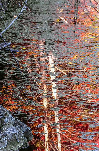 istock Autumn leaves and forest scene in fall 535516264
