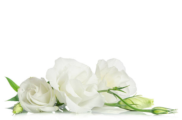 istock Beautiful white eustoma flowers isolated on white background 535516298