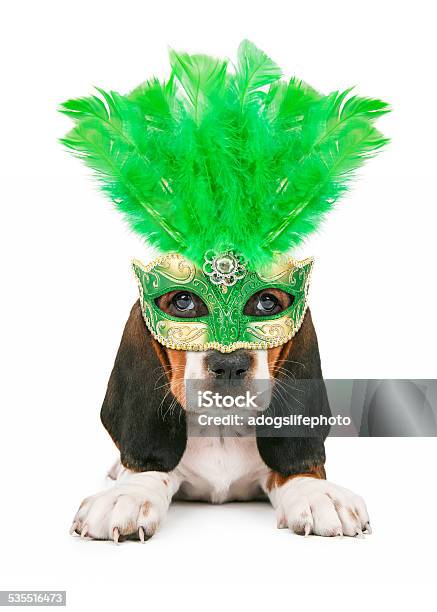 Puppy Wearing Mardi Gras Mask Stock Photo - Download Image Now - Dog, Mardi Gras, Puppy