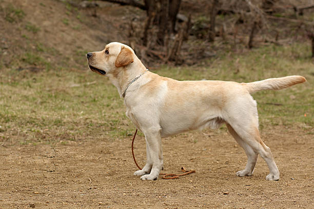 istock purebred fawn dog Labrador Retriever 535516708