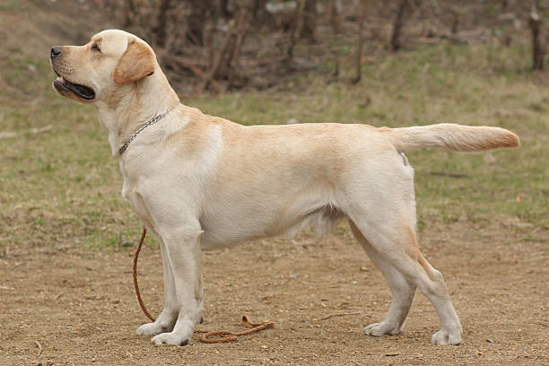istock purebred fawn dog Labrador Retriever 535516740