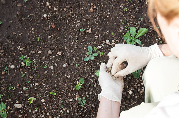 istock Taking care of the garden 535516914