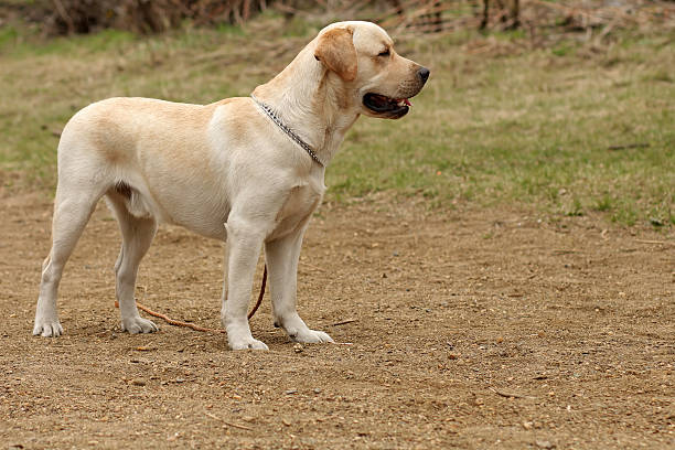 istock dog Labrador Retriever stands on the nature 535517122