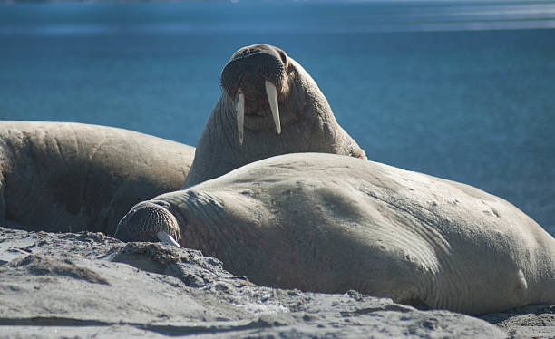 Group Of Walrus Stock Photo - Download Image Now - Animal Body Part, Animal Head, Animal Whisker - iStock Group Of Walrus Stock Photo - Download Image Now - Animal Body Part, Animal Head, Animal Whisker - iStock