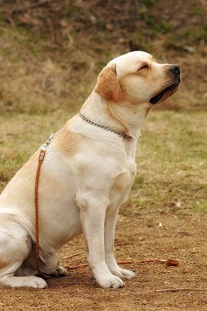 istock Labrador dog sitting and dreaming 535517302