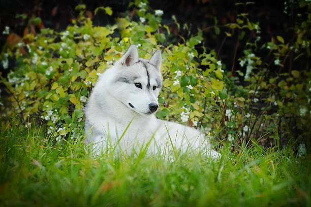 istock beautiful husky dog outdoors 535517746