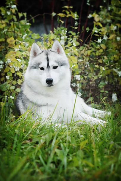 istock beautiful husky dog outdoors 535517798