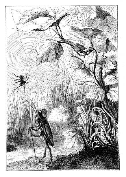 istock Antique illustration of humanised cricket and insects 535517935