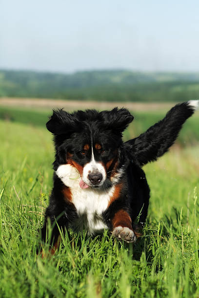 istock beautiful happy Bernese mountain dog 535518066