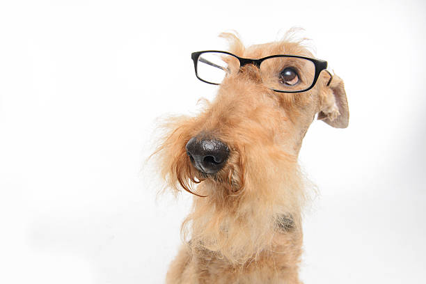 istock Dog is your best friend 535518215