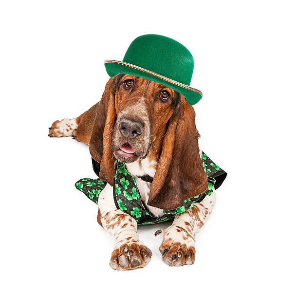 istock Irish St Patricks Basset Hound Dog 535518357