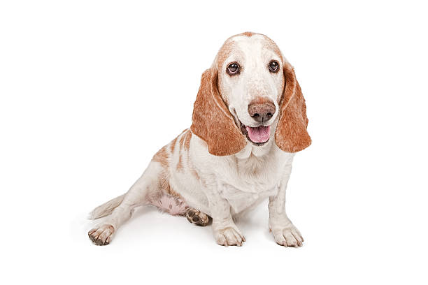 istock Happy Basset Hound Dog Smiling 535518367