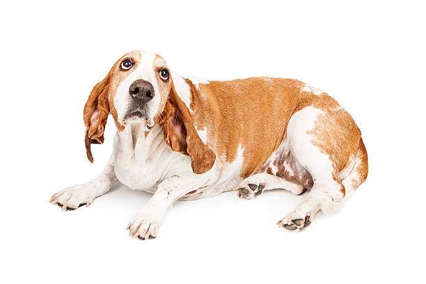 istock Gulity Basset Hound Dog 535518371