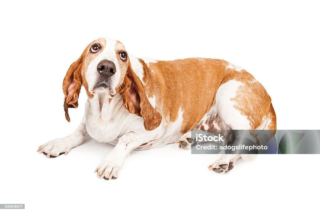 Gulity Basset Hound Dog A Basset Hound dog laying and looking up with a sad expression as he is bing punished 2015 Stock Photo