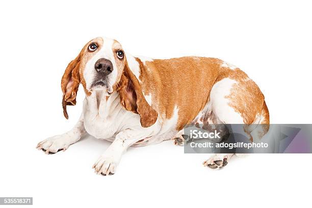 Gulity Basset Hound Dog Stock Photo - Download Image Now - 2015, Animal, Basset Hound