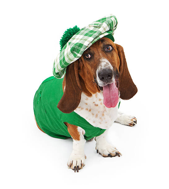 istock Funny Irish Basset Hound Dog 535518375