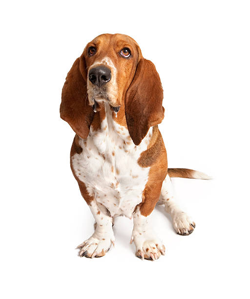 istock Basset Hound Dog Sitting and Drooling 535518383