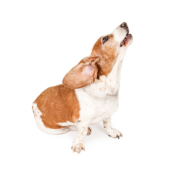 istock Basset Hound Dog Howling 535518409