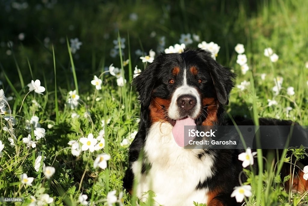 Linda feliz Cão Bernese Montanhês - Foto de stock de Alegria royalty-free