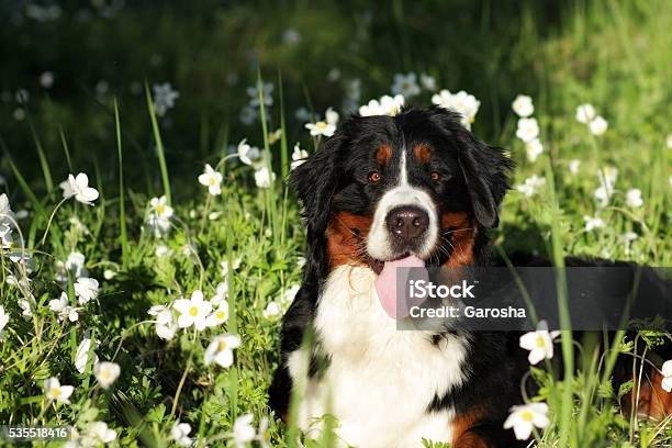 Foto de Linda Feliz Cão Bernese Montanhês e mais fotos de stock de Alegria - Alegria, Amizade, Amor