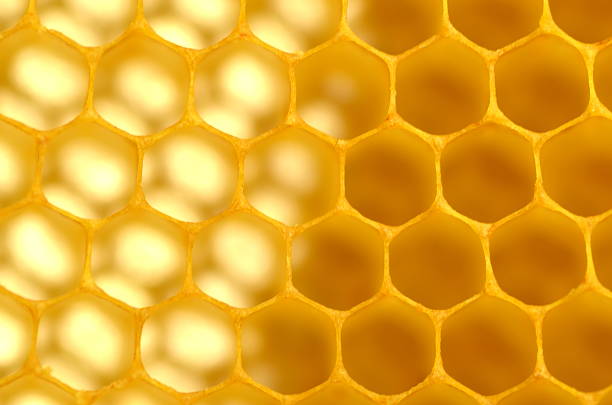istock Closeup of honeycomb 535518521